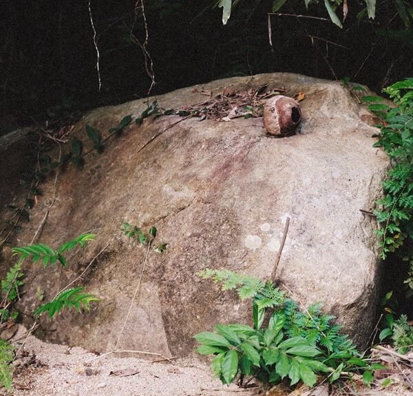 where zahyillproztulas found in